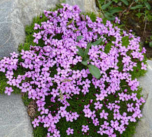 Ab und zu Blumen
