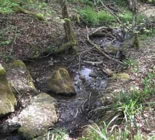 Barfußpfad Firstwald