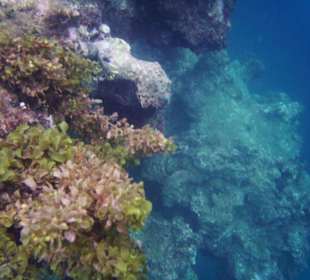 Riff vorm Hotelstrand