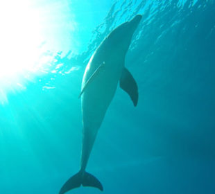 Der Sonne entgegen ... 