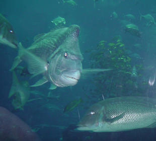 Aquarium unter der Lobby vom Atlantis the Palm
