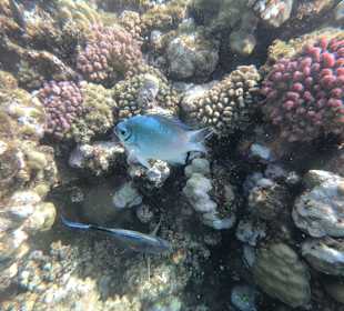 Schnorcheln Marsa Alam