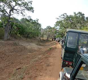 Anstehen für ein Foto von Leopard
