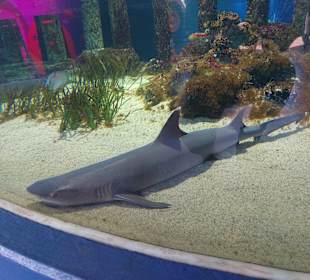 Sea Life Center Oberhausen