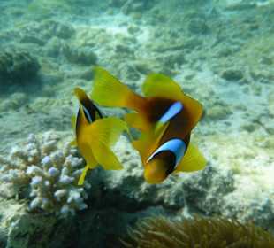 Clownsfische