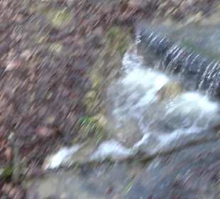 Gomaringer Rundweg - Zu den Giganten im Wald