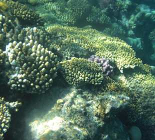 Riff Korallen - Hotel Citadel Azur Resort