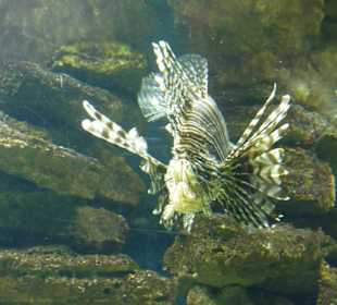 Aquarium - Unterwasserwelt mit Fischen