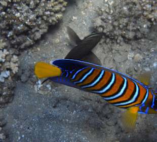 Pfauenkaiserfisch vorm Shams Alam Hotel