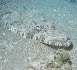 Am Hausriff ein Krokodilfisch