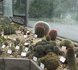 Wüstenpflanzen -  Alter Botanischer Garten