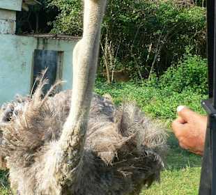 Wer guckt denn hier so neugierig?