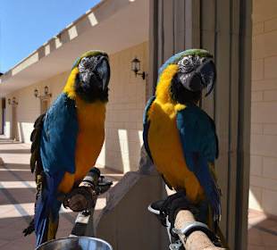 Papugi przy recepcji