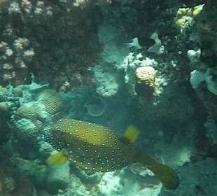 Hausriff Arabella Azur Beach