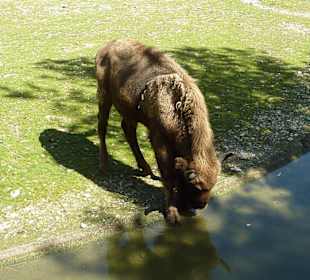 Wisent beim trinken