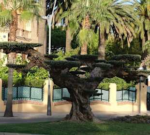 Passeig de Jaumes I (Palmenpromenade)