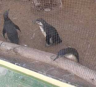 Guinitate Tropical Park