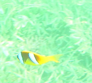 Schnorcheln Abu Soma