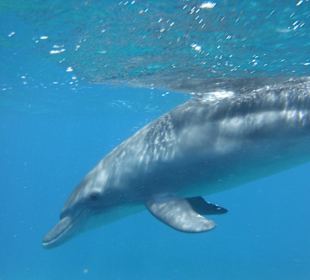 Traumhaft - Delfinausflug Mai 2014