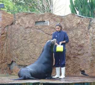 Fütterung der Seelöwen