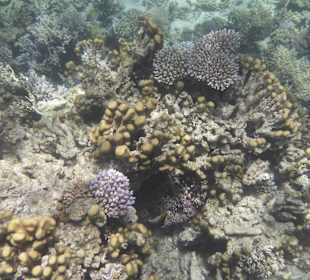 Korallenriff mit Bewohner
