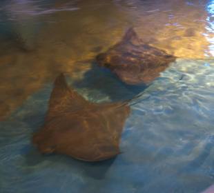 Stachelrochen im Clearwater Marine Aquarium