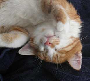 Mogli, die Schiffskatze