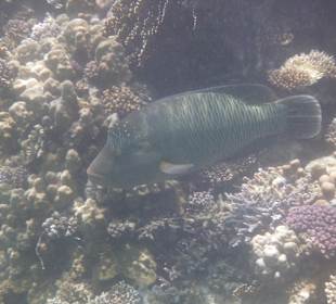 Napoleonfisch, beim Tauchgang entdeckt