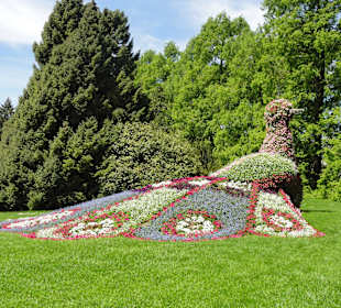 Blumenpfau