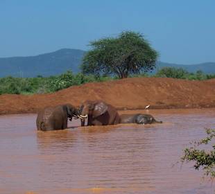 Elefantenbad