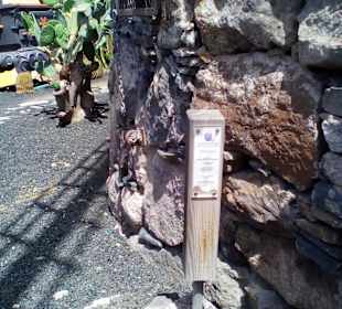 Windmühle in Puerto de Mogán