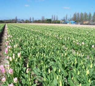 Tulpen velden