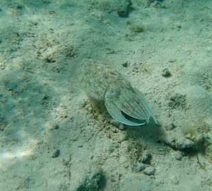 Auch so etwas sieht man in der Badewanne