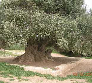 Der ältste Olivenbaum in Tunesien