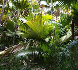 Vallee de Mai