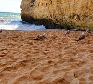Praia de Nossa Senhora da Rocha
