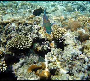 Na rafie, Hotel El Faraana Reef Resort