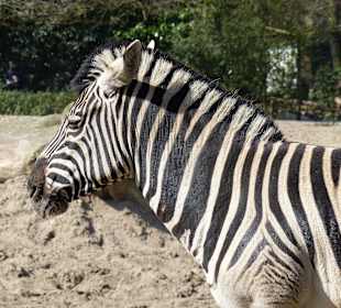 Jedes Zebra mit individuellen Streifen