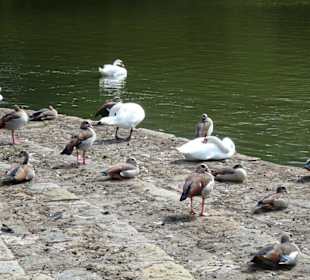 Wasservögel am Ufer des Echternacher Sees
