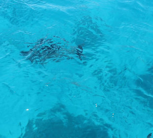 Ausflüge in Hurghada mit Morgenland Reisen