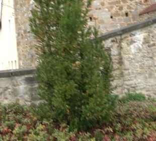 Schloss ob Ellwangen