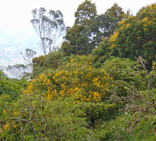 Cerro Monserrate, der "Hausberg" Bogotás. 