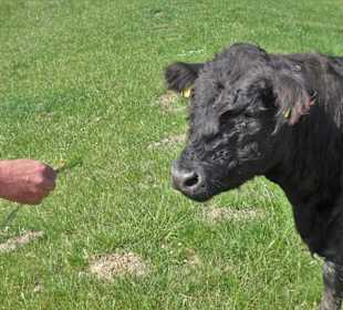 Neugierige Kühe als Rasenmäher der Luneplate