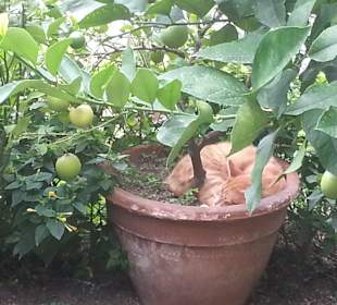 Pause unterm Limonenbaum