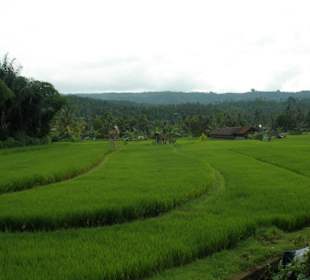 Reisfeld auf Bali 2