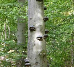 Aufstieg zum Kleinen Gleichberg 