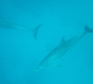 Delfinschwimmen-Mogli