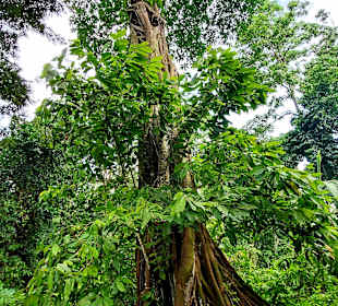 Parque Natural Obô do Príncipe