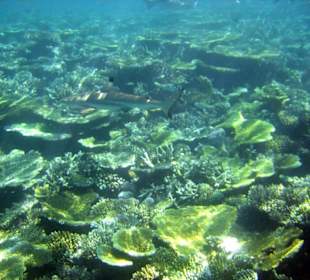 Am Hausriff Athuruga