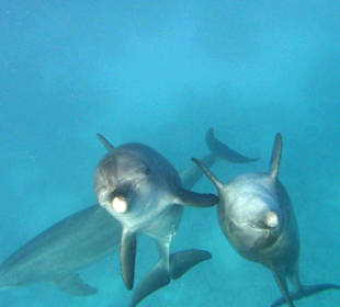 Delfintour 11.10.2013